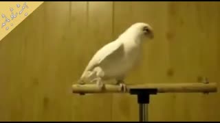 ااااا بیا وسط