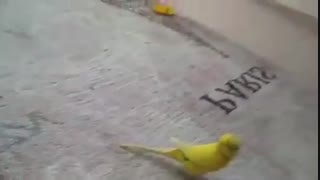 به این دلیل شده است مرغ عشق . . . !