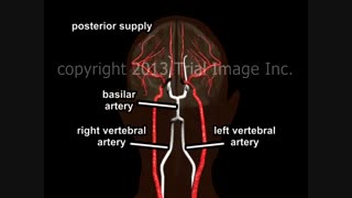 جریان خون در مغز