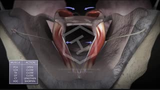 نحوه عملکرد تارهای صوتی