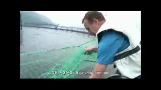 Fish cage culture