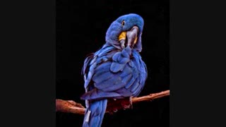 آهنگ فوق العاده زیبای فرار از مدرسه ( تقدیمی و توضیحات مهم) (عالیه)