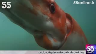 پیدا شدن یک ماهی مرکب غول‌ۤپیکر در ژاپن