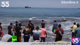 تلاش برای نجات نهنگ به گل نشسته در شیلی