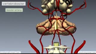 حلقه شریانی ویلیس  در مغز