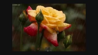 خدایا مازیار فلاحی