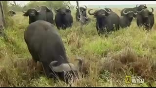 گاومیش ها در مقابل شیرها