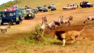 حمله شیر نر بسمت شکار