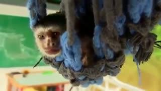 مستند انگلیسی حیوانات ناشناخته