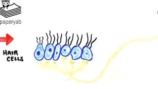 گوشهای شما چند سالشان است؟