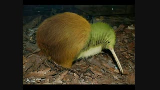 با کیوی مقایسش کنید