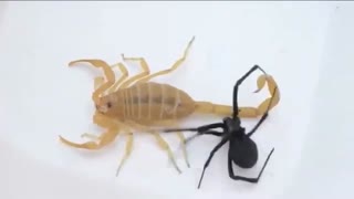 نبرد عقرب با عنکبوت