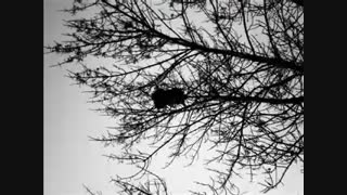 Se Stiamo Insieme(Riccardo Cocciant)