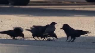 راز زندگی کلاغ ها - مستند انگلیسی