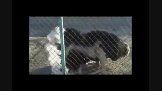 جوجه شترمرغ،شترمرغ،پرورش شترمرغ