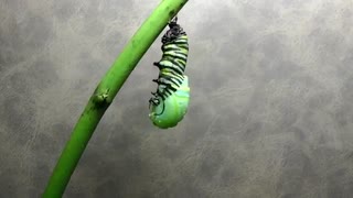 کرم ابریشم از پیله تا پروانه