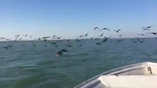 تفریح همراه دوستان سواحل بندرکلاهی-پرندگان مهاجر2016