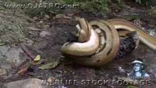 بلعیده شدن پرنده توسط مار