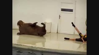 ورزش حیوانات خنده دار