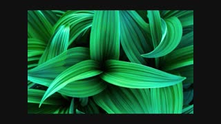 آهنگ عشق یعنی از فریدون آسرایی