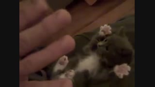بچه گربه بامزه