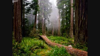 آهنگ شاید از علی اصحابی