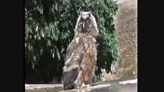 راز بقا