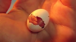 به دنیا آمدن مرغ عشق