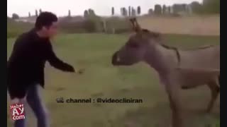 من  موندم کدوم یکی شون خر؟!!!!