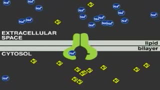 پمپ سدیم پتاسیم