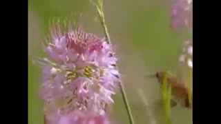 مستند انگلیسی زیباترین پرندگان