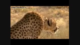 مستند حیات وحش طبس