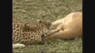 رازبقا