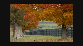 آهنگ دست خودت نیست میدونم علی اصحابی