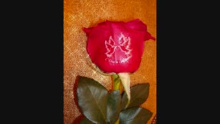 آهنگ گل رز علی لهراسبی