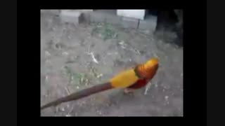 قرقاول یک پرنده زیبا در جهان