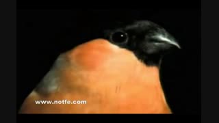 بلبل آواز خوان هزاردستان