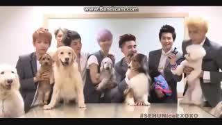 Exo and dogs