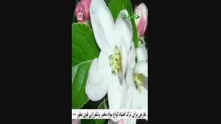 آهنگ بسیارزیبای تو منو دعوت کن از انوش
