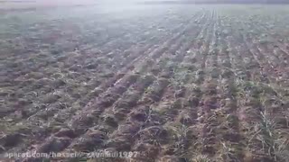 ;کاشت زعفران sofron.ir