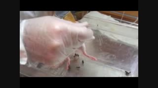 نمونه تزریق با سرنگ پمپ آزمایشگاهی sp94-1