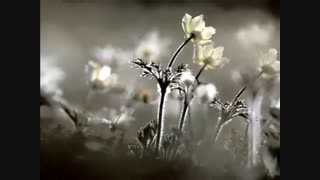 ♫باران که می بارد♫