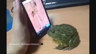 قورباقه های امروزی