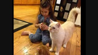 مثلا گربه هاشونو