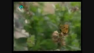 17-ملاقات موجود نورانی توسط روح انسان