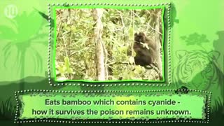 10 حیوانی که ممکن است تا 10 سال آینده منقرض شوند