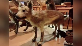 10 حیوان منقرض شده که ممکن است هنوز زنده باشند