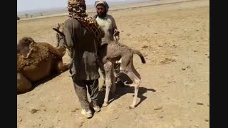 بچه شتر