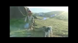 درنا*ترکی قشقایی