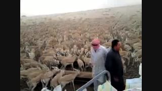 گله آهوان